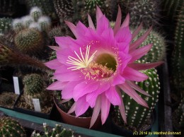 Echinopsis Hybride 024